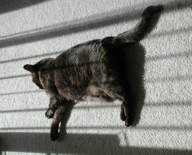 The penalty of being outcat: We decided to stuff and mount Purrbox