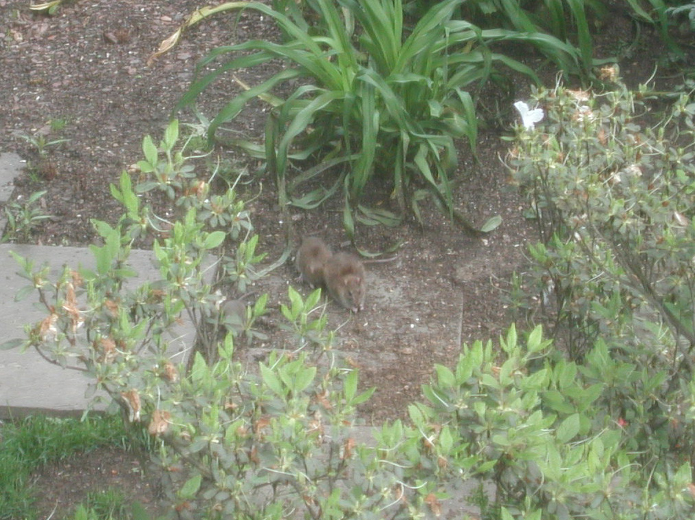 Some of the other wildlife in Paoli