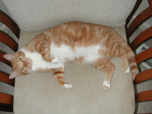 Very relaxed cat