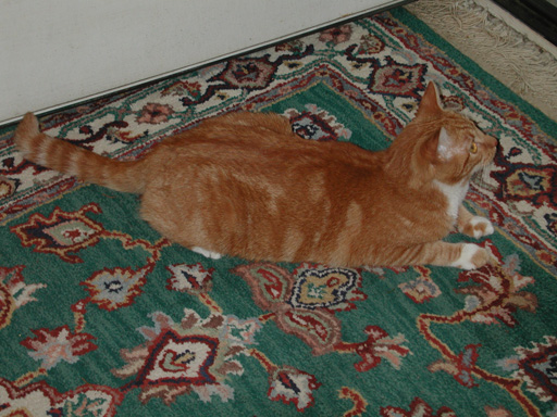 Truffles ready to pounce