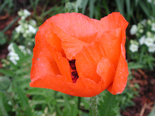 Howard's gardens: Poppy Closeup