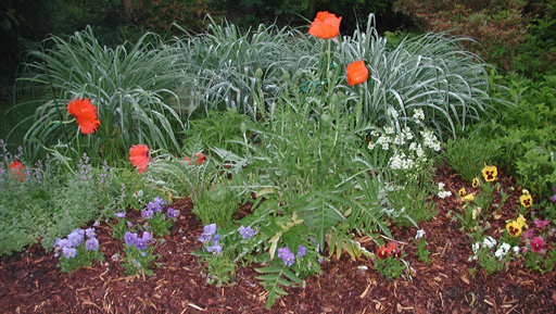 Howard's gardens: Poppies