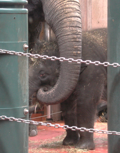 Baby elephant at Seattle zoo
