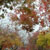 Heading out to Los Altos on a beautiful Fall day