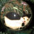 Cat balls: Part of Mark and Rebecca's gift from Mark's parents - 2