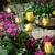 Flowers - 2
