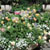 Flowers - 3