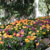 Flowers - 4