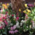 Flowers - 5