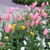 Flowers - 6
