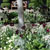 Flowers - 7