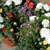 Flowers - 8