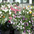 Flowers - 9