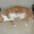 Very relaxed cat