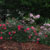 Howard's gardens