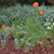 Howard's gardens: Poppies