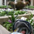 Maya amongst the flowers - 2