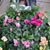Maya amongst the flowers - 1