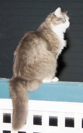 Houdini